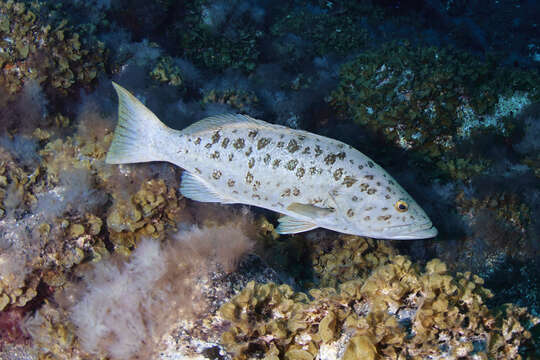 Image of Comb Grouper