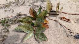 Image of Asclepias aequicornu Fourn.