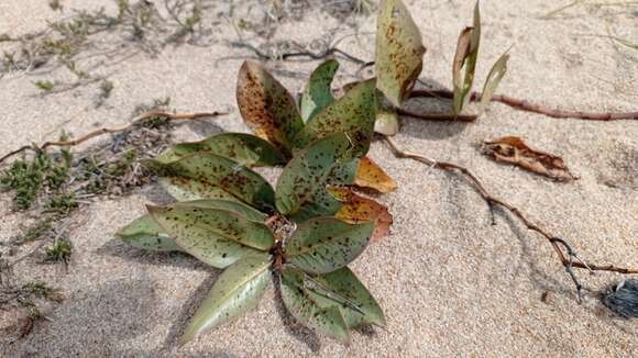 Image of Asclepias aequicornu Fourn.