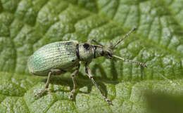 Image of Phyllobius (Metaphyllobius) pomaceus Gyllenhal 1834