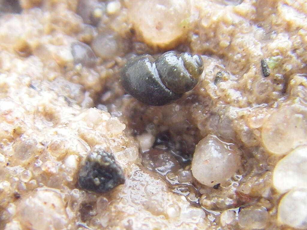 Image of Bythinella reyniesii (Dupuy 1851)