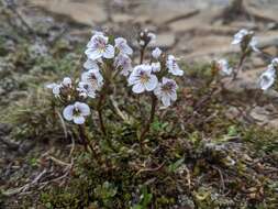 Sivun Euphrasia collina R. Br. kuva