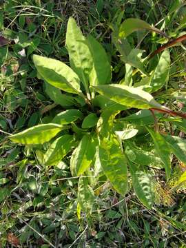 Image of Solidago virgaurea subsp. virgaurea