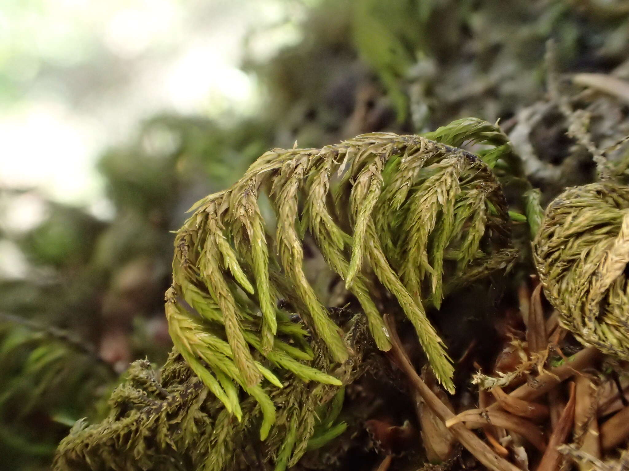 Image of dendroalsia moss