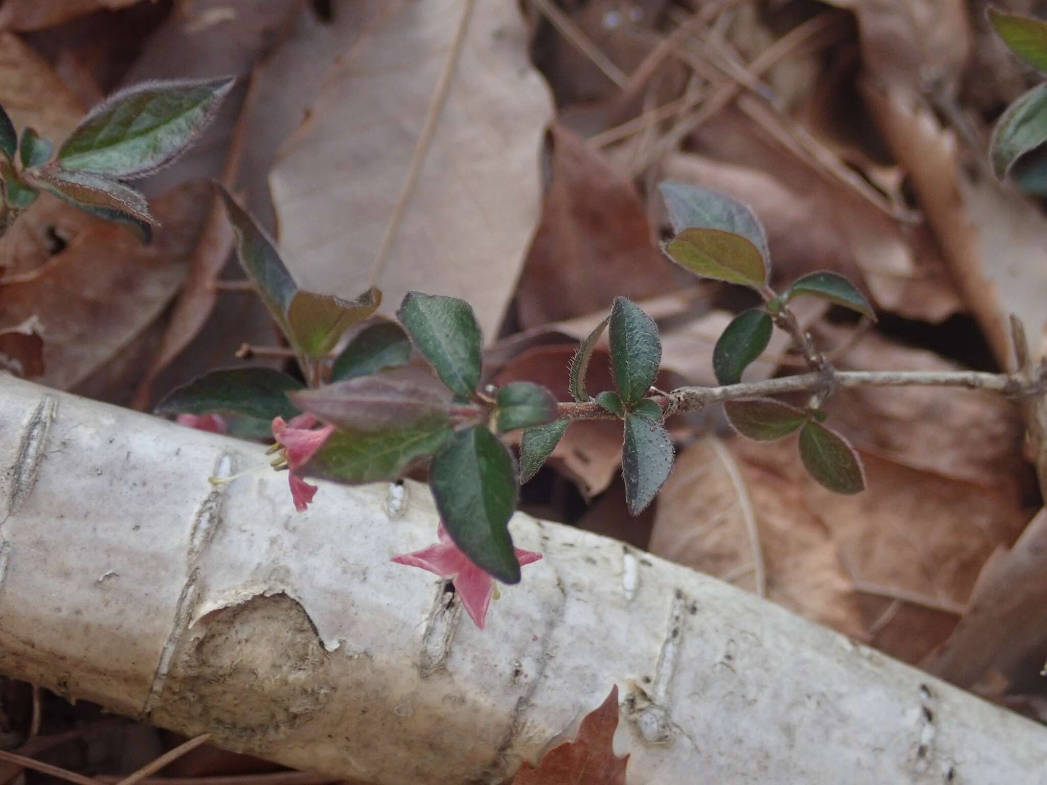 Lonicera gracilipes Miq.的圖片