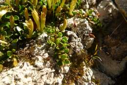 Image of Coprosma perpusilla subsp. perpusilla