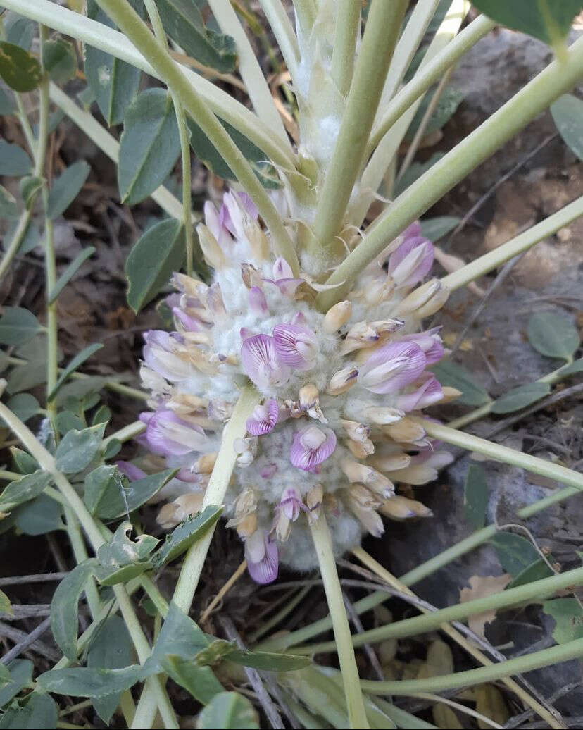 Imagem de Astragalus oleaefolius DC.