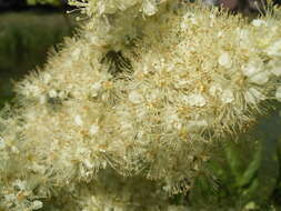 Image of Meadowsweet