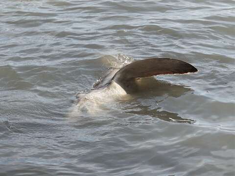 Image of Bronze Whaler