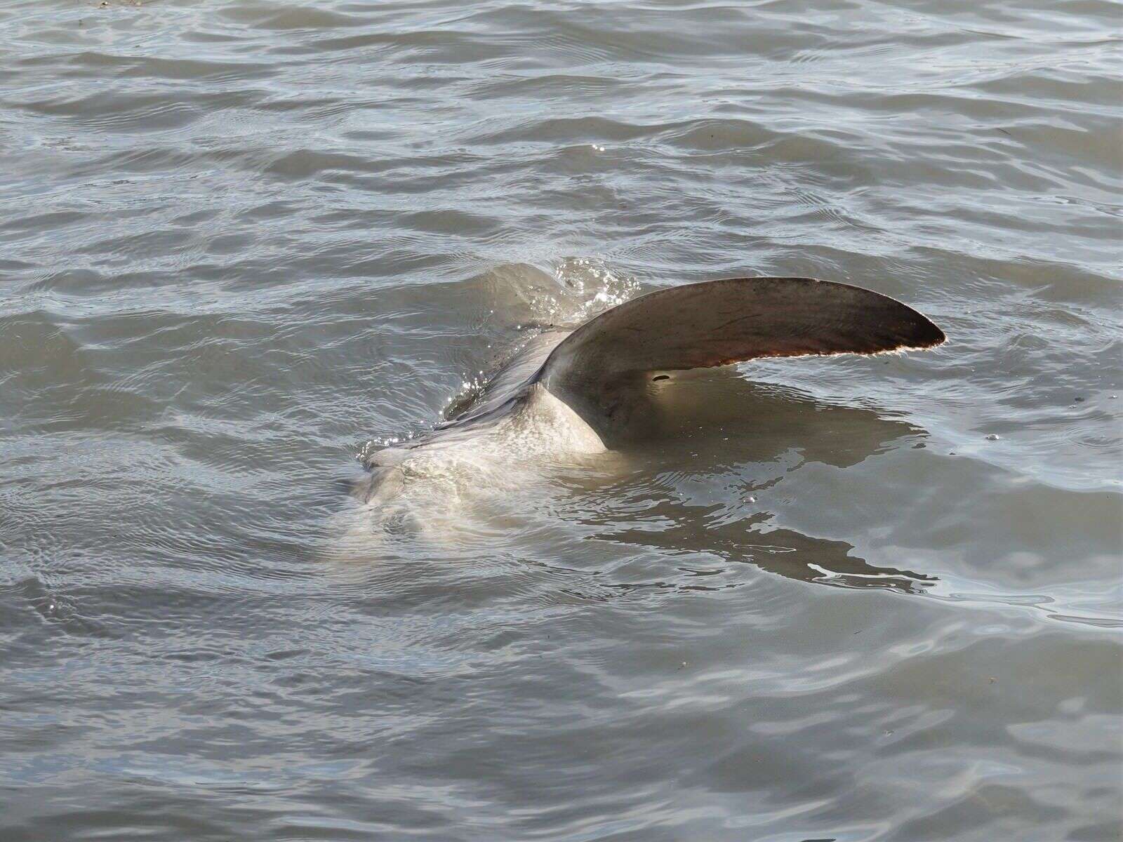 Слика од Carcharhinus brachyurus (Günther 1870)