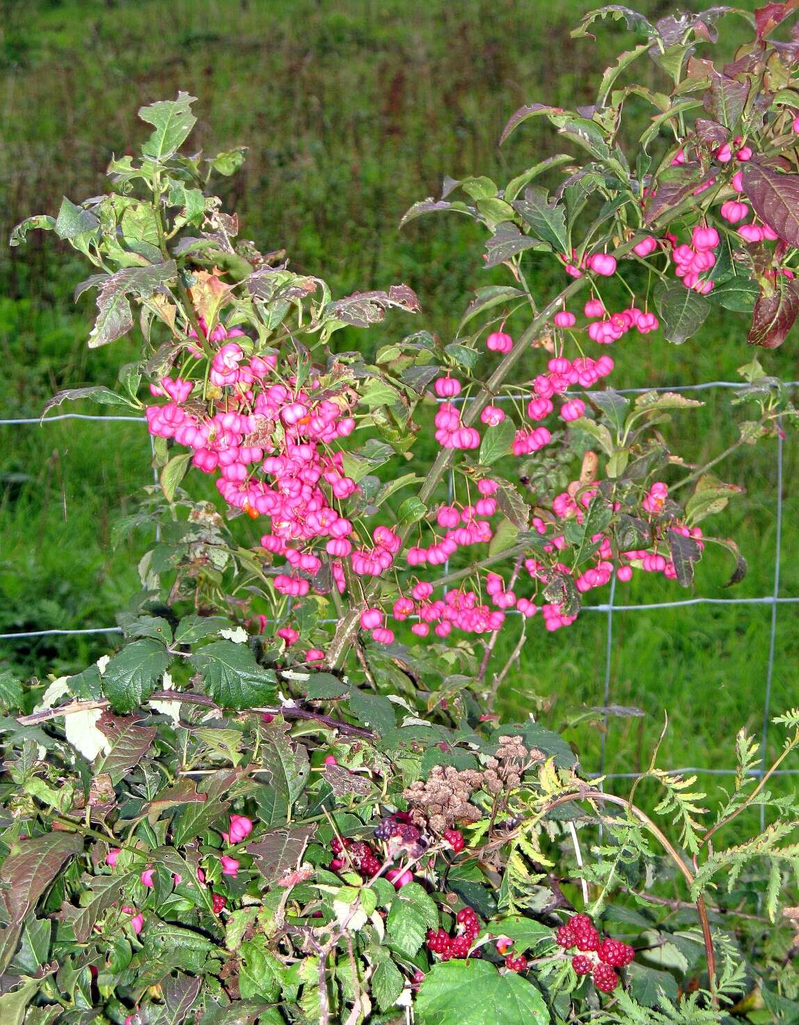 Image of Common spindle tree