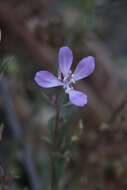 Image of Waltham Creek clarkia