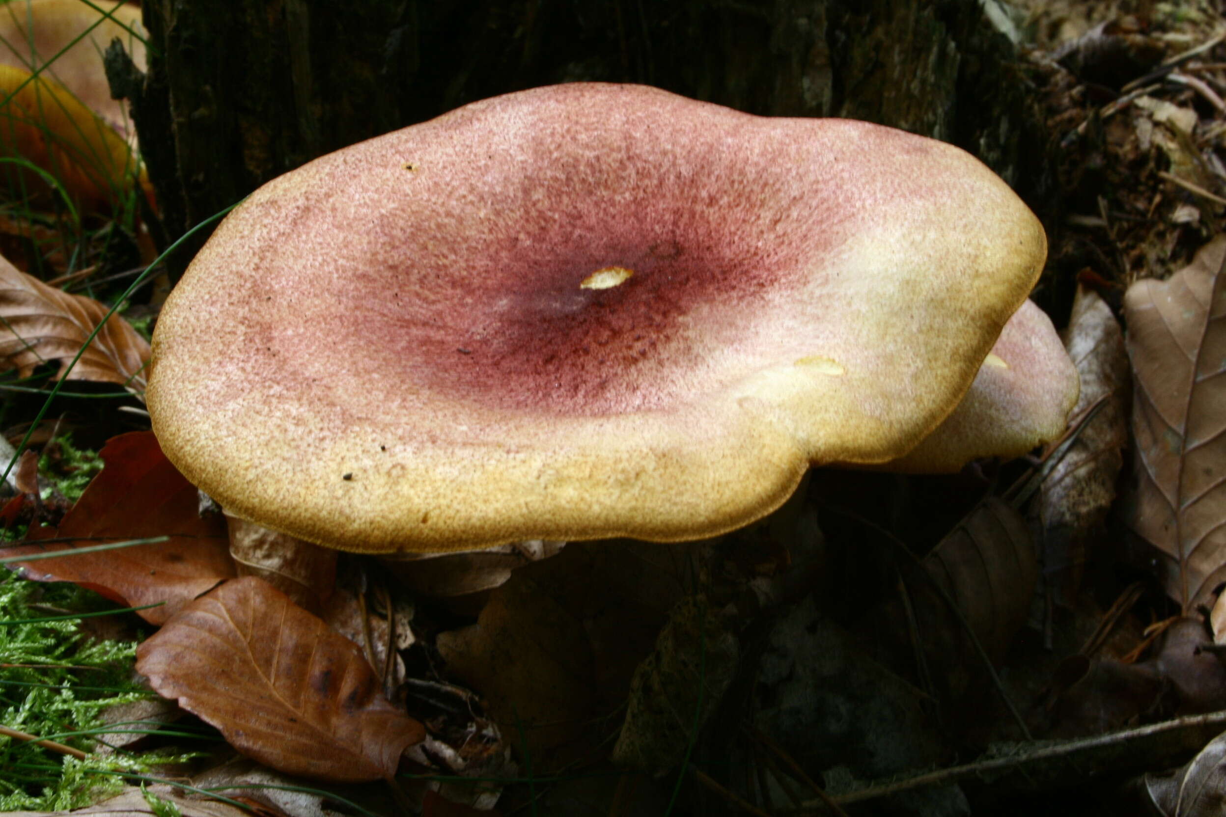 Image of Tricholomopsis rutilans (Schaeff.) Singer 1939