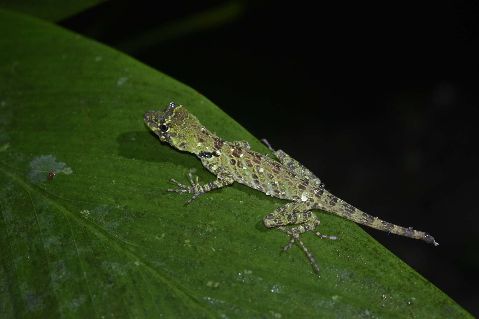 Sivun Anolis latifrons Berthold 1846 kuva