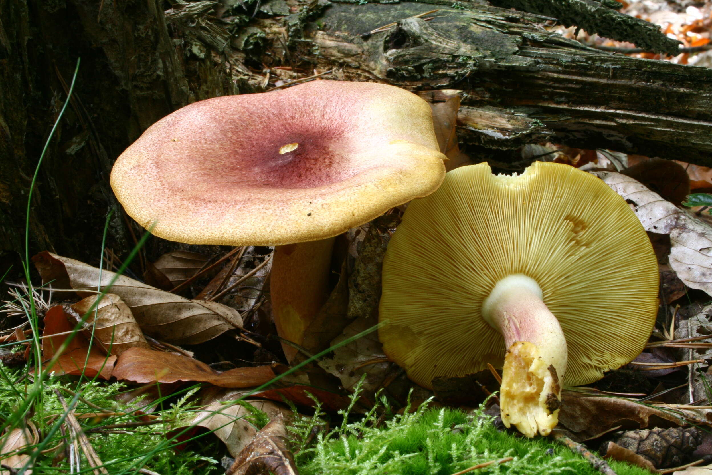 Image of Tricholomopsis rutilans (Schaeff.) Singer 1939