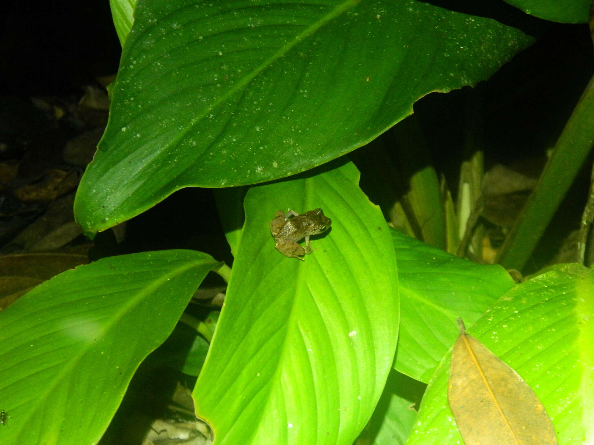 Image of Pristimantis urichi (Boettger ex Mole & Urich 1894)