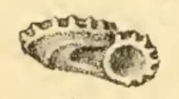 Image of Pseudoliotina Cossmann 1925