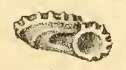 Image of Pseudoliotina discoidea (Reeve 1843)