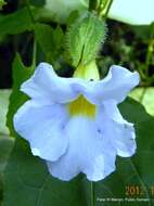 Image of Thunbergia natalensis Hook.