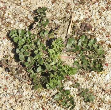 Image of Pimpinella villosa Schousboe