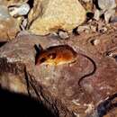 Image of Baker's Small-toothed Harvest Mouse