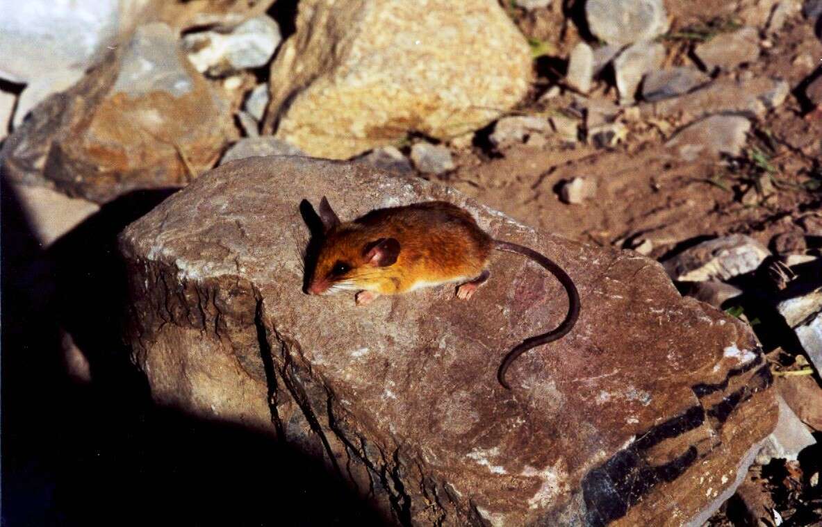 Image of Baker's Small-toothed Harvest Mouse