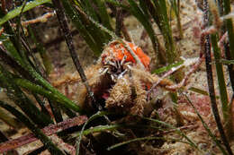 Image of Areopaguristes setosus (H. Milne Edwards 1848)