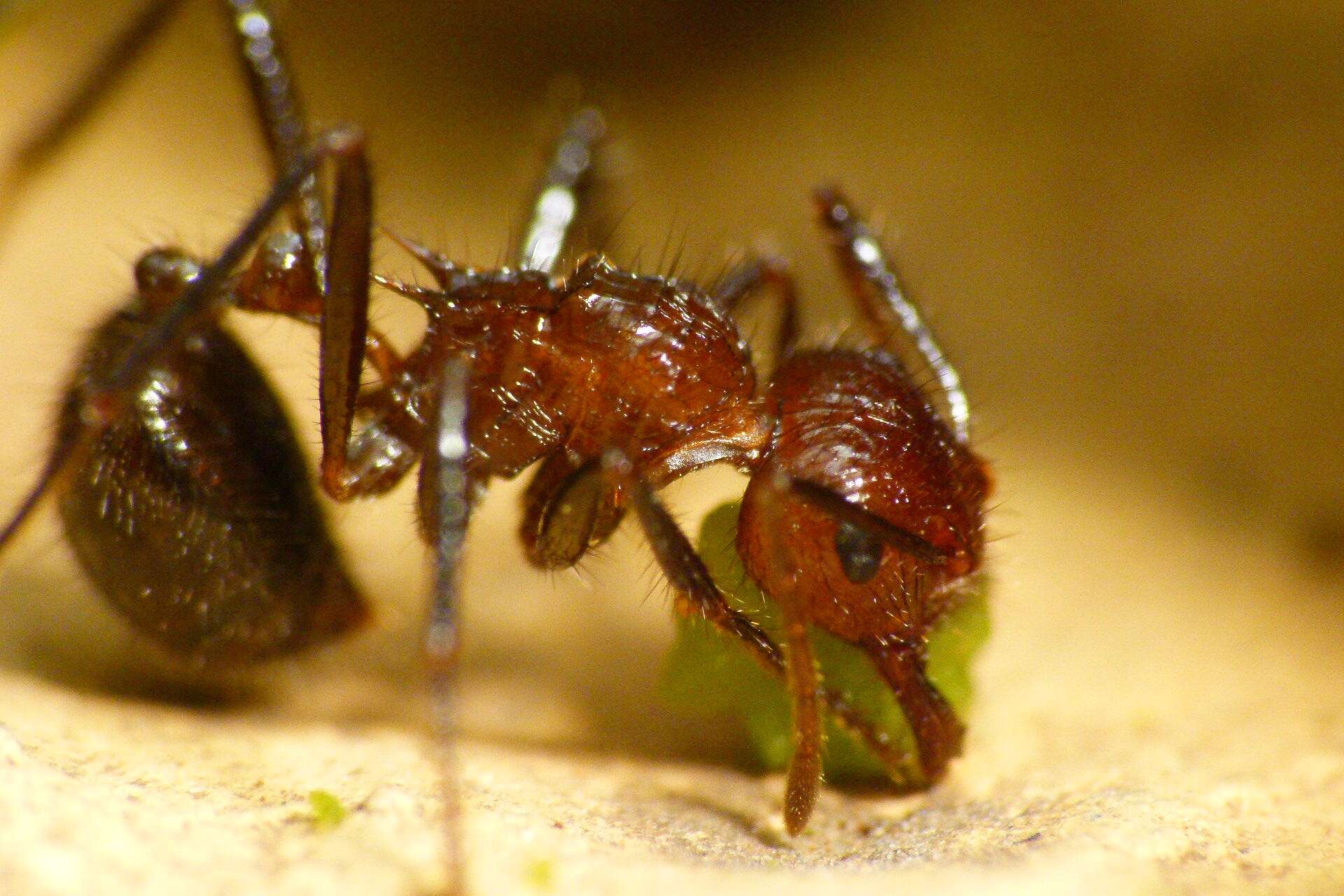 Image of Myrmicaria brunnea Saunders 1842