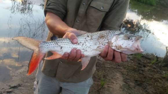 Image of Tanzanian tigerfish