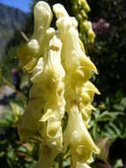 Imagem de Aconitum lycoctonum L.