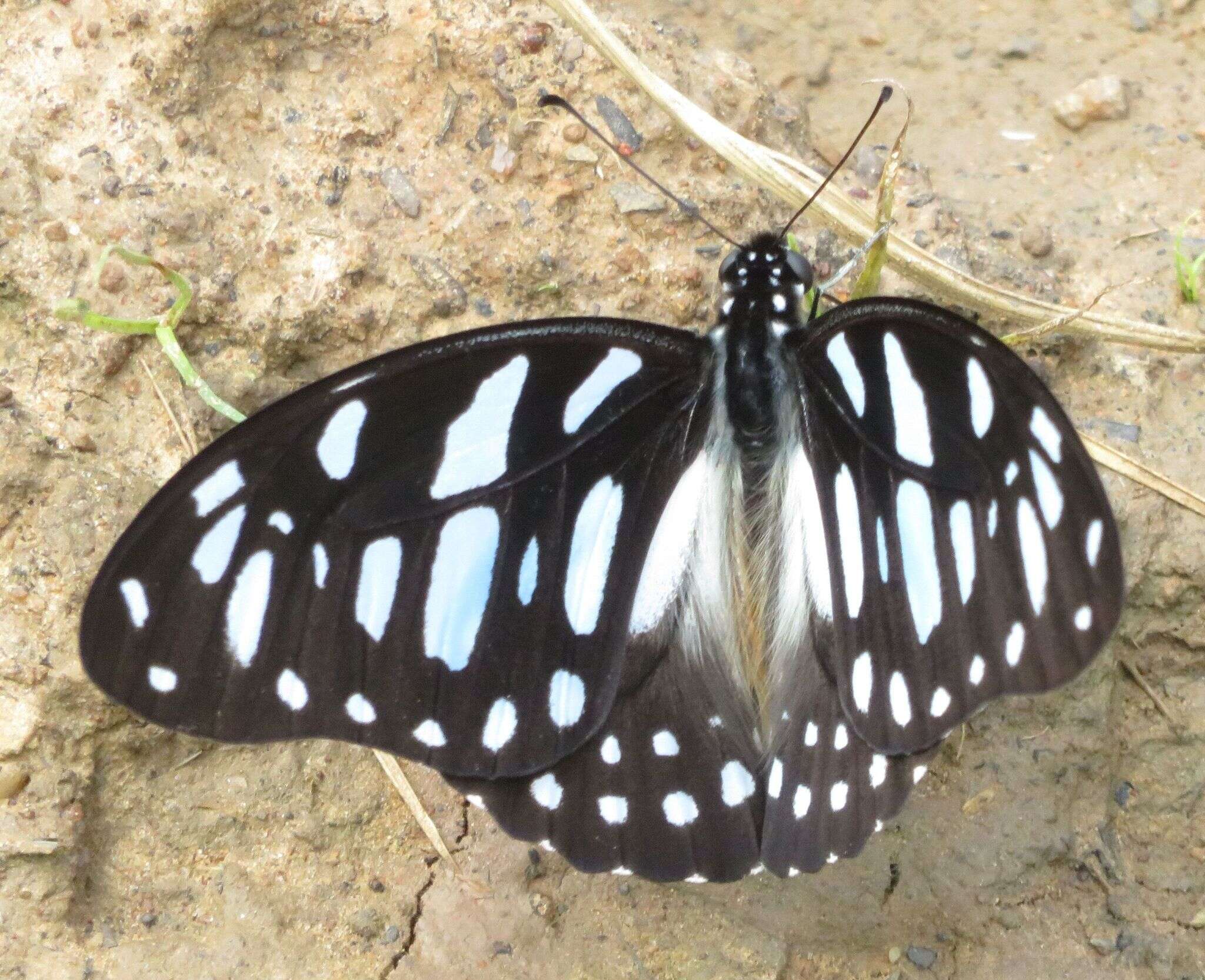 Слика од Graphium leonidas (Fabricius 1793)