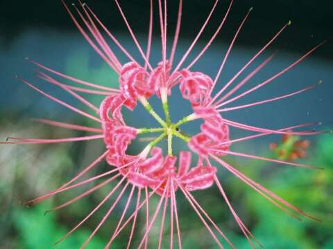 Image of red spider lily