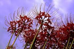 Image of red spider lily