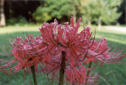 Image of red spider lily