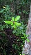 Image of Climbing Fetterbush