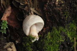 Image of Pluteus leucoborealis Justo, E. F. Malysheva, Bulyonk. & Minnis 2014