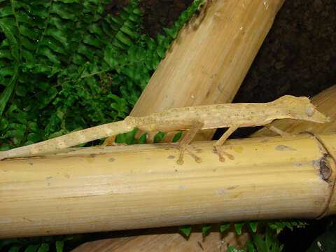 صورة Uroplatus lineatus (Duméril & Bibron 1836)