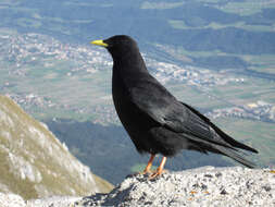 Image of Alpine Chough