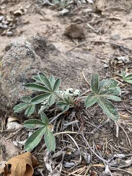 Image of elegant cinquefoil