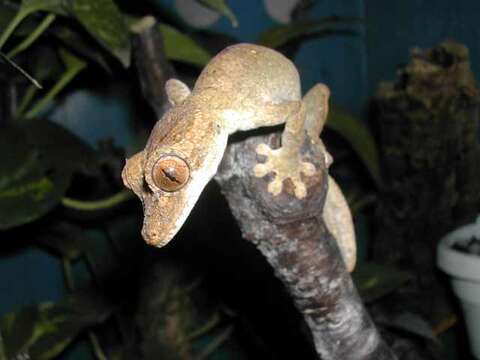 Image of Gunther's FIat-tail Gecko