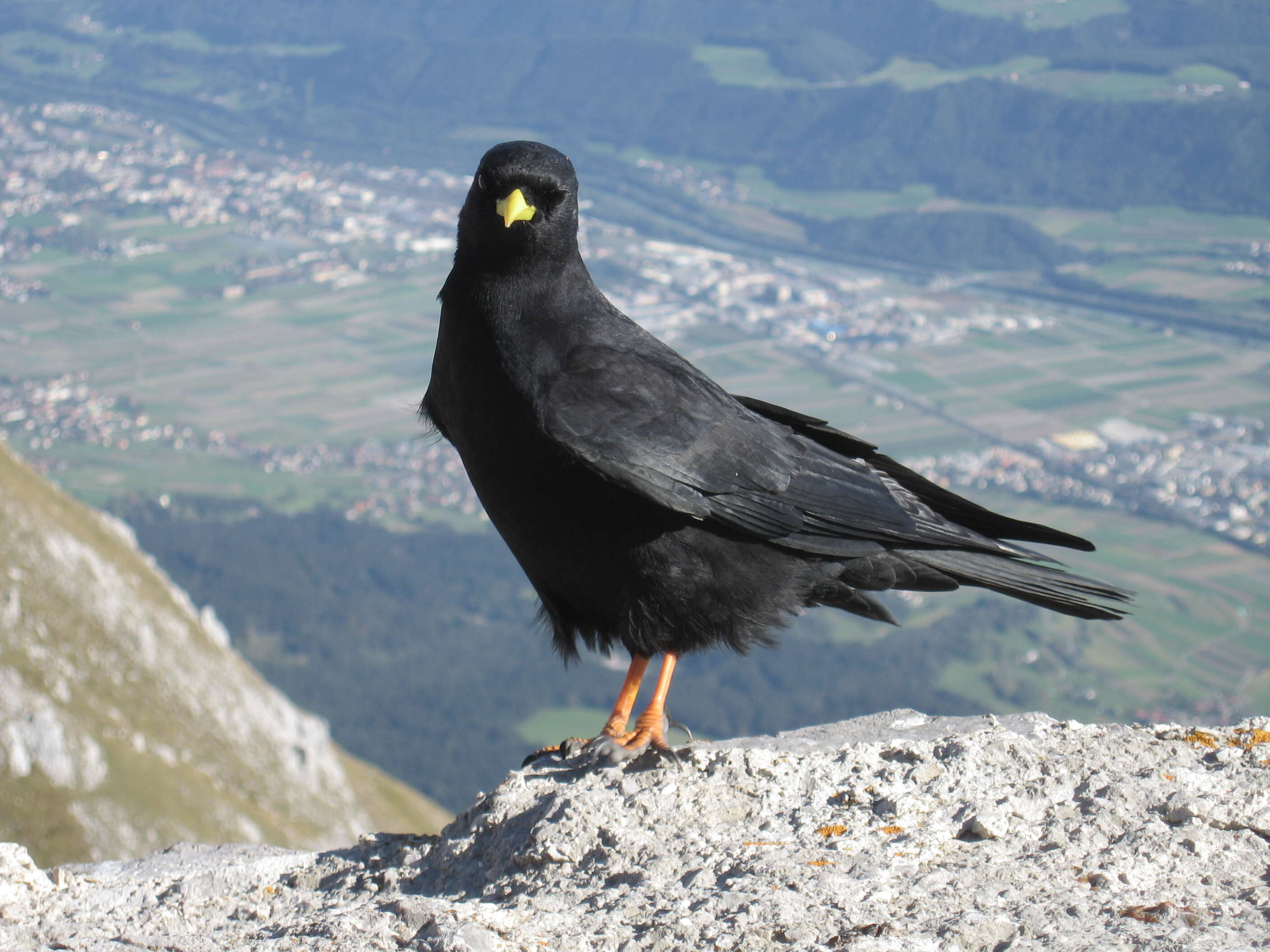 Image of Alpine Chough