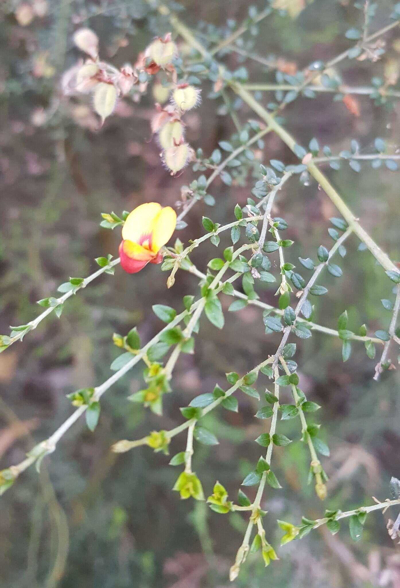 Plancia ëd Mirbelia oxylobioides F. Muell.