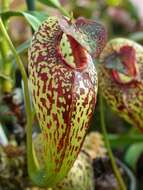 Image of Pitcher plant