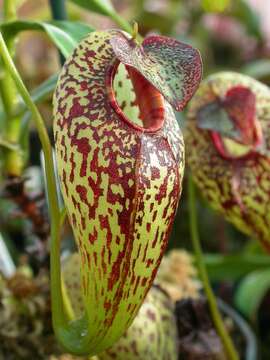 Image of Pitcher plant