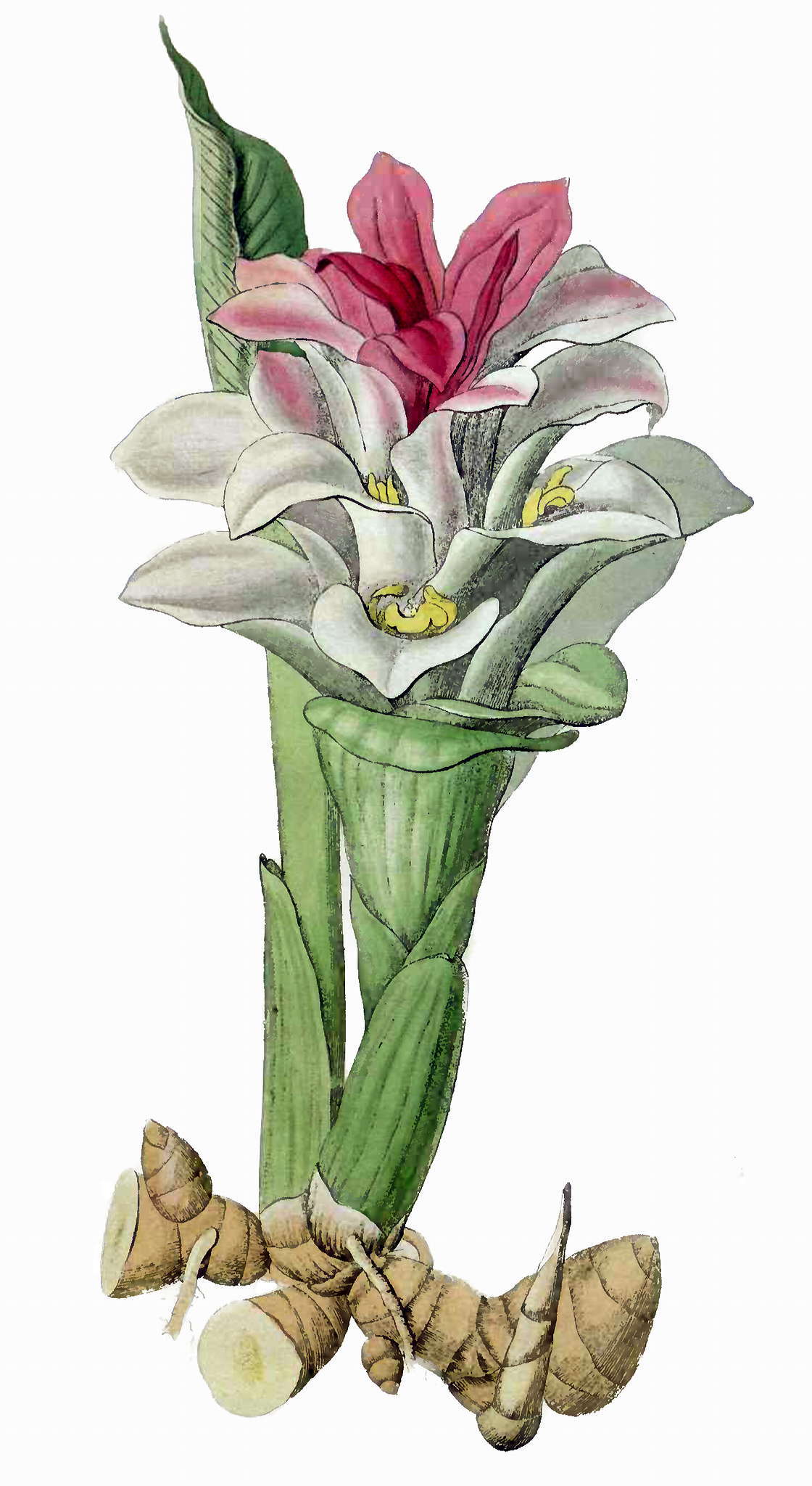 Image de Curcuma aromatica Salisb.