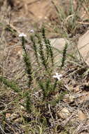 Sivun Houstonia acerosa (A. Gray) Benth. & Hook. fil. kuva