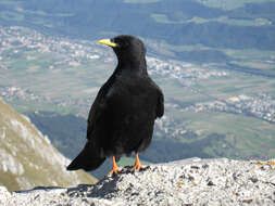 Image of Alpine Chough