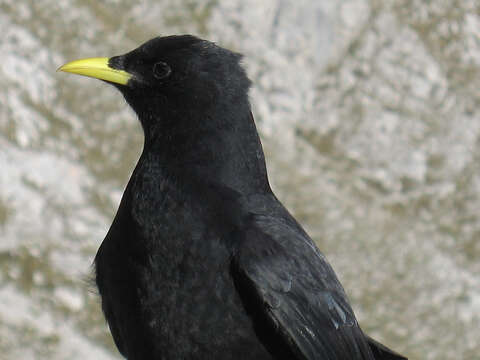 Image of Alpine Chough