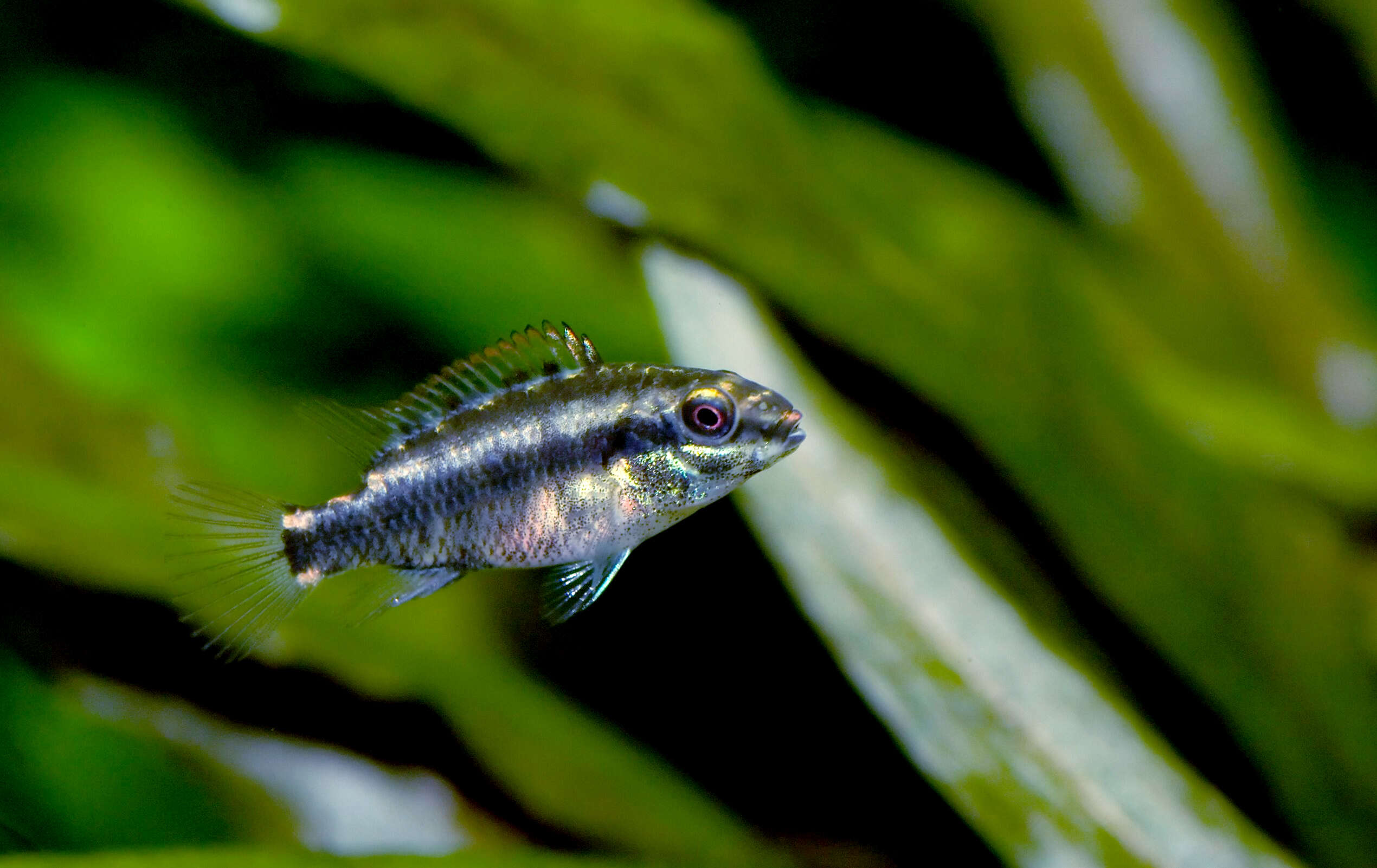 Image of Pelvicachromis pulcher