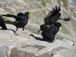 Image of Alpine Chough